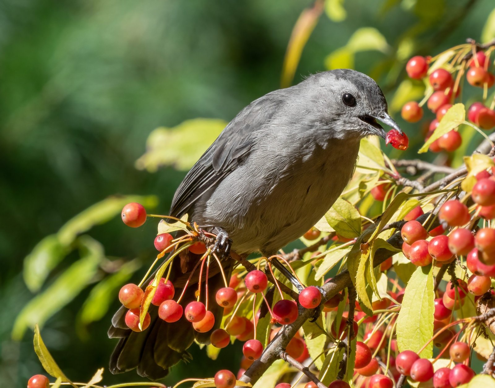 Birds and Berry Plants: A Perplexing Relationship (image credits: wikimedia)