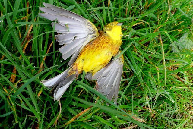 The Dangers Birds Face While Intoxicated (image credits: wikimedia)