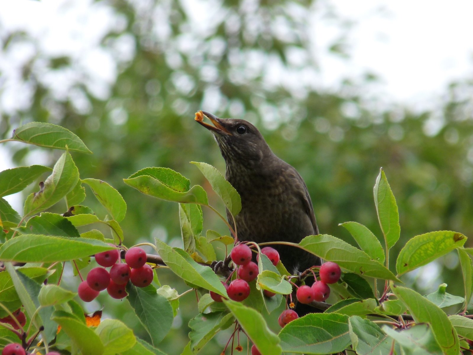 Human Impact: How Our Gardens and Habits Play a Role (image credits: wikimedia)