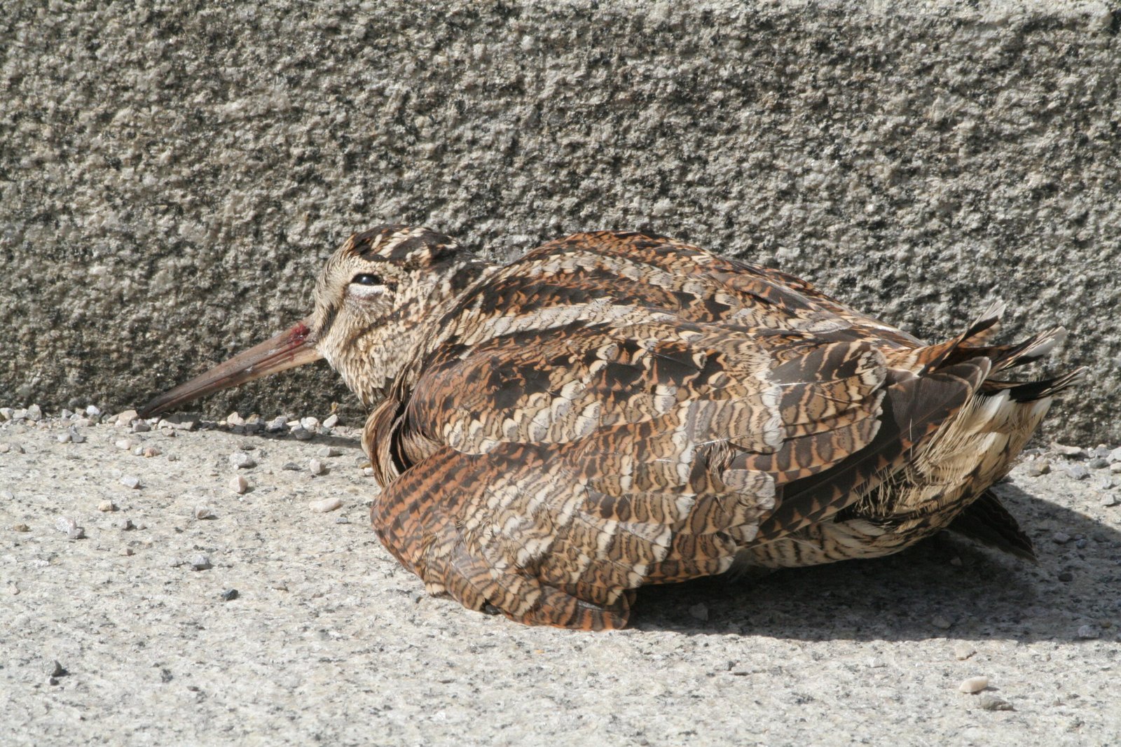 Wildlife Rehabilitation: Saving Smashed Songbirds (image credits: wikimedia)