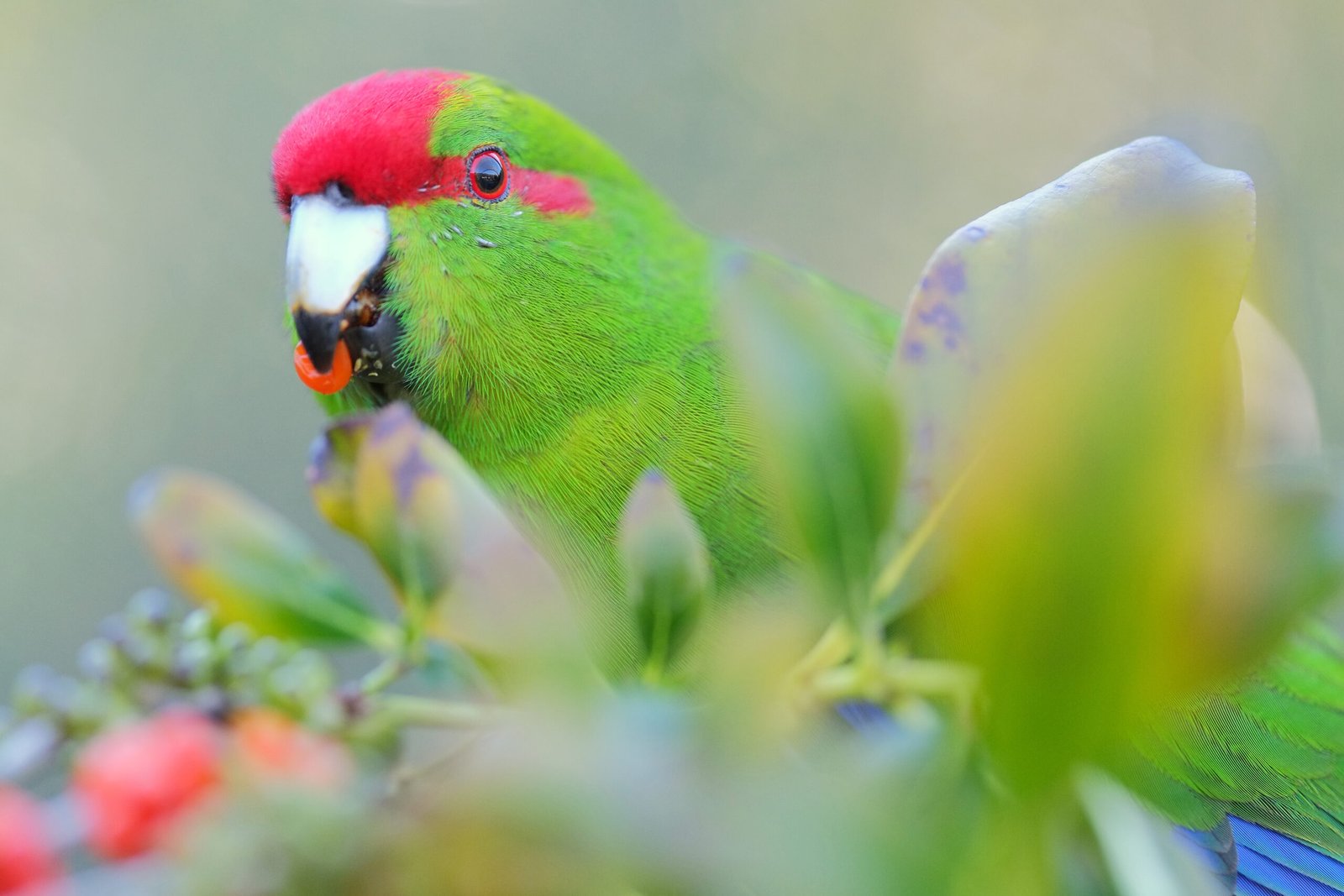 Lessons from the Animal Kingdom (image credits: wikimedia)
