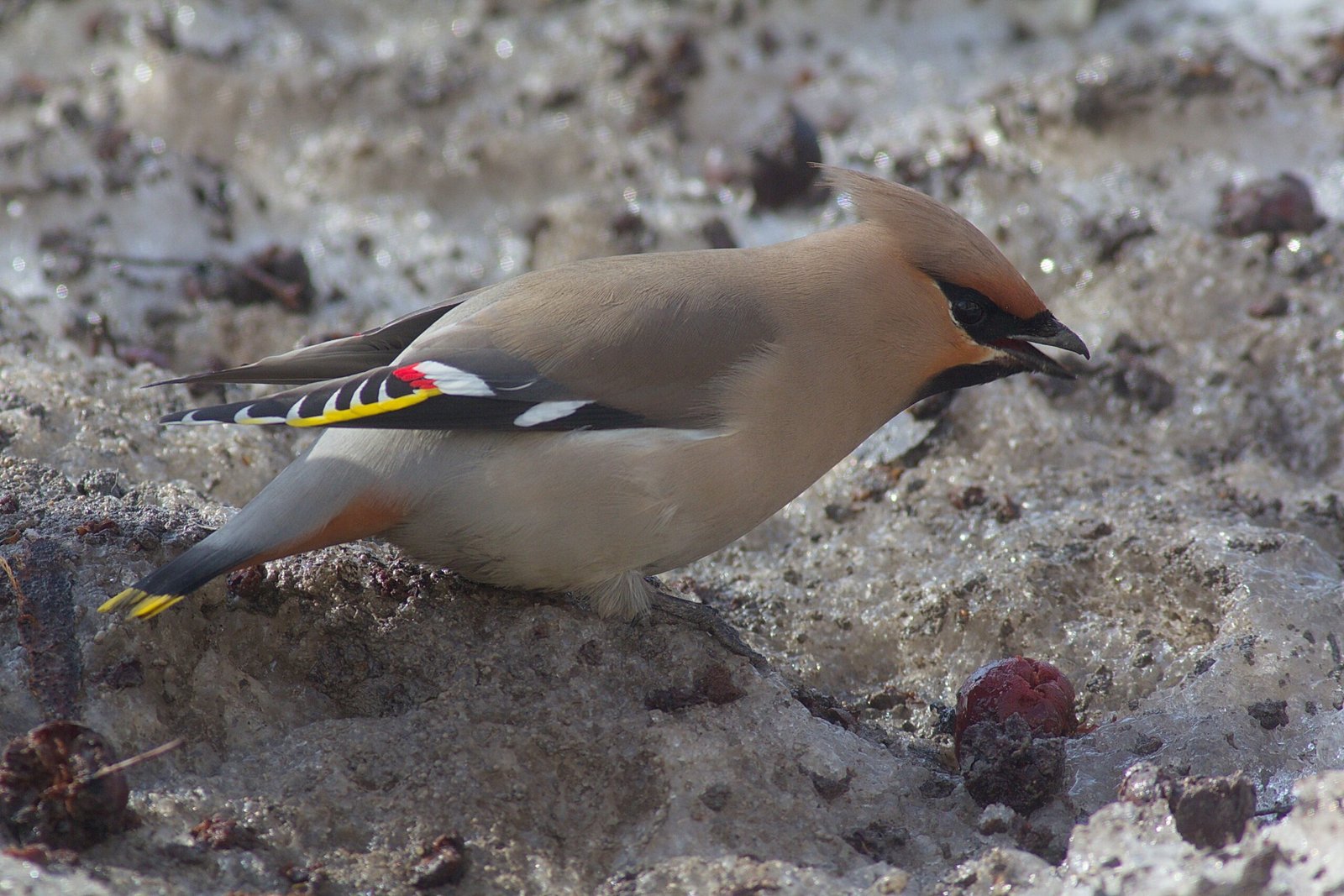 The Enduring Mystery of Drunk Songbirds (image credits: wikimedia)