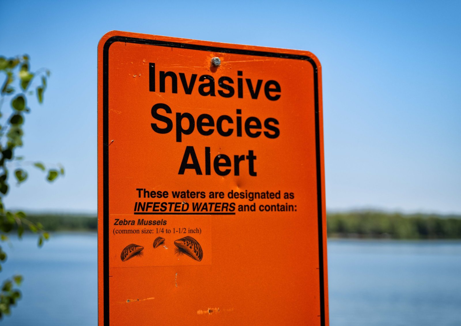 Spotting Invasive Species Before They Take Over (image credits: wikimedia)