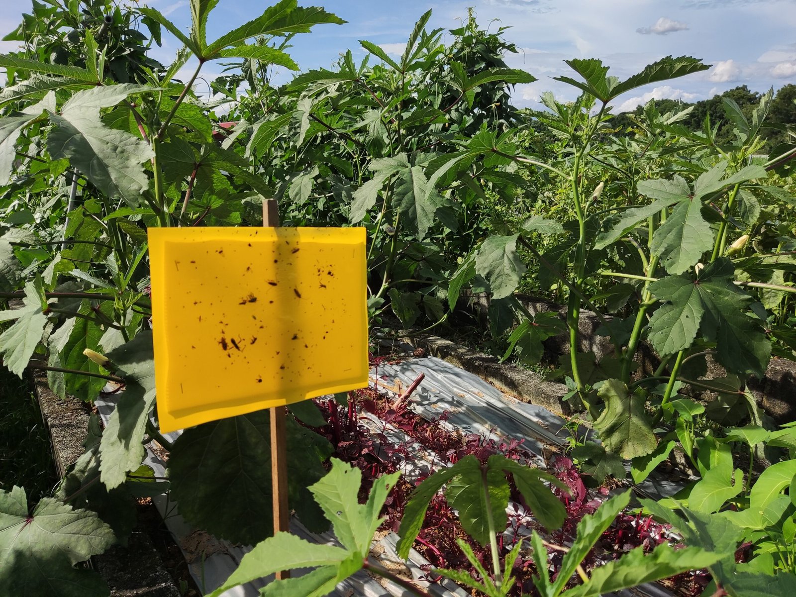 Facing the Unknown: Limits and Hopes of AI in Ecology (image credits: wikimedia)