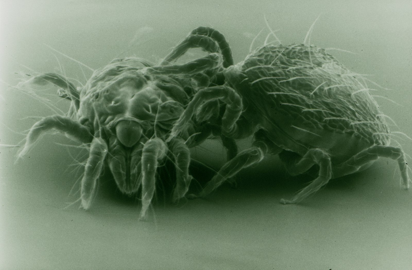 Microscopic Predators: The Monsters You Can’t See (image credits: wikimedia)
