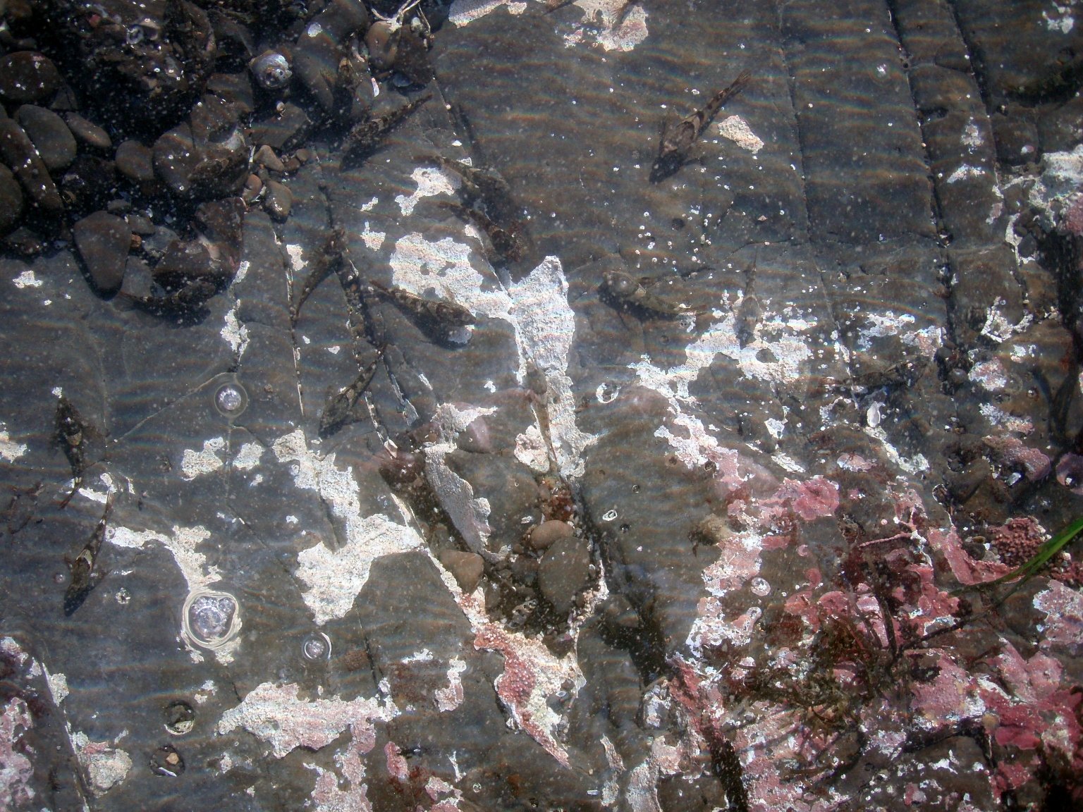 Color and Camouflage: The Art of Survival (image credits: wikimedia)