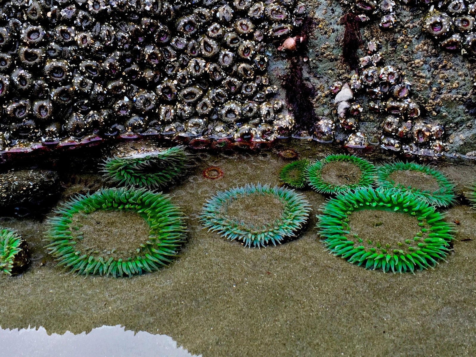 Competition and Cooperation: Playing by Tidepool Rules (image credits: wikimedia)