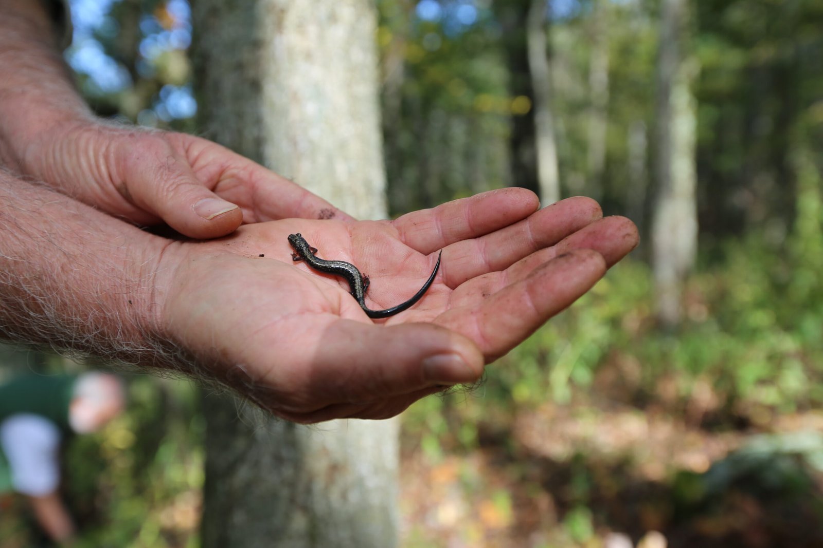 Discoveries in the Shadows (image credits: wikimedia)