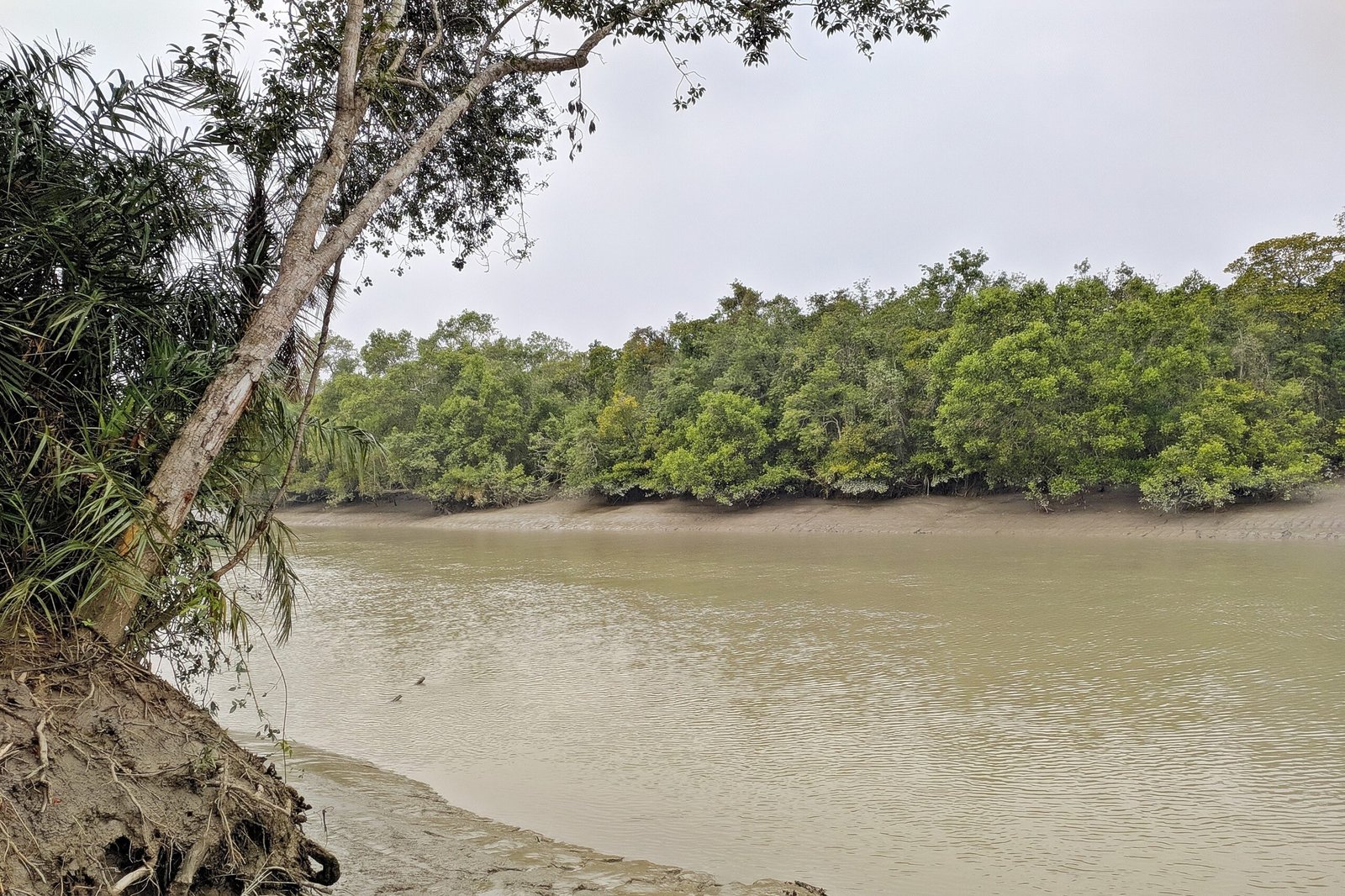 The Enigmatic Realm of the Sundarbans (image credits: wikimedia)