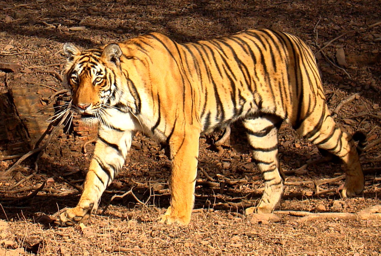 A True Master of Adaptation (image credits: wikimedia)