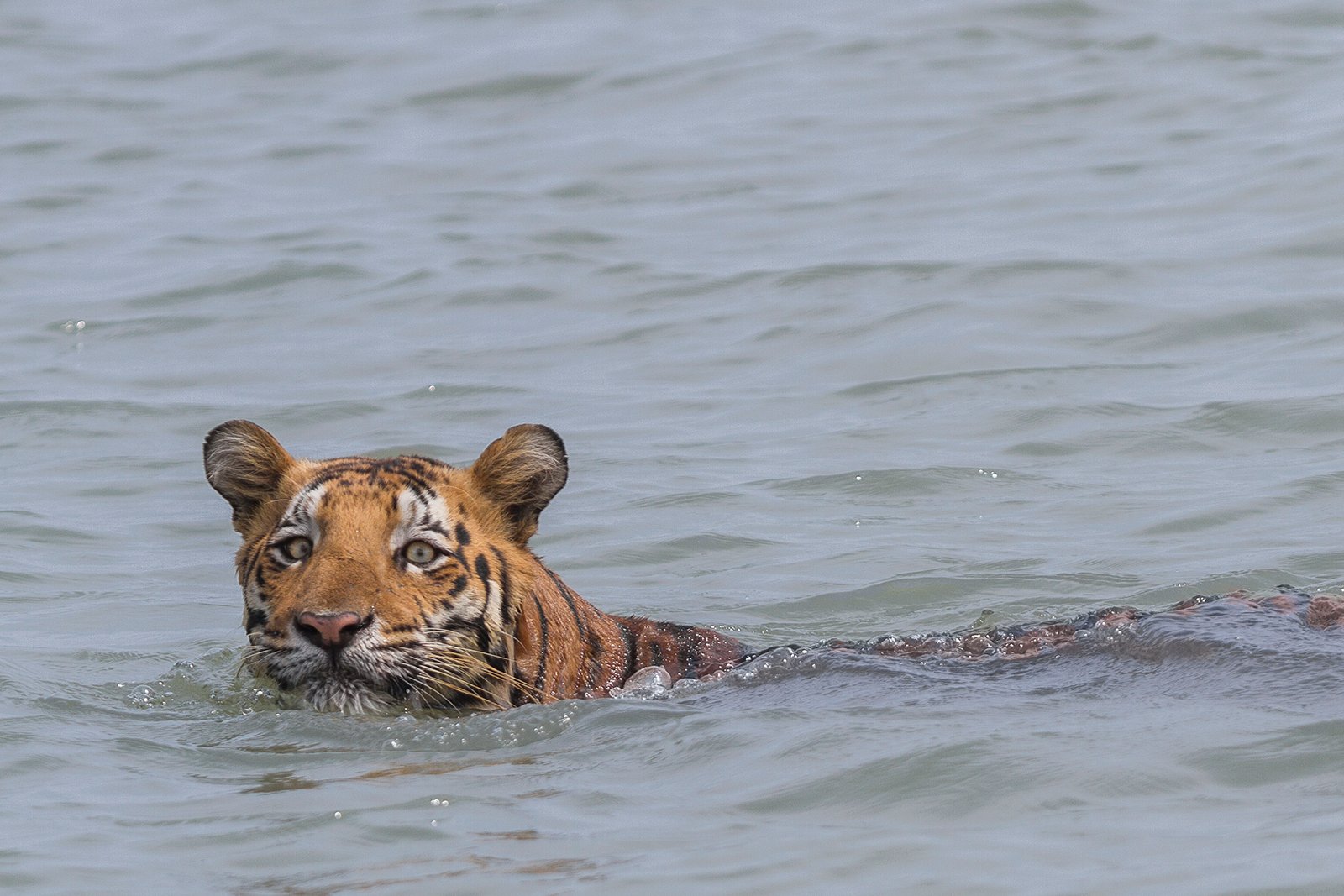 The Art of Swimming: Tigers of the Tides (image credits: wikimedia)