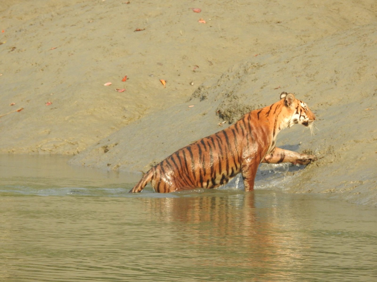 Living with Salt: Surviving the Brackish Waters (image credits: wikimedia)