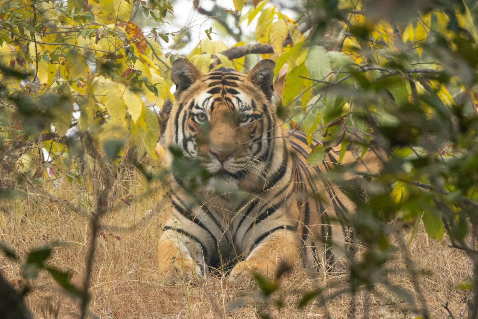 Territory and Solitude: The Tiger’s Domain (image credits: wikimedia)