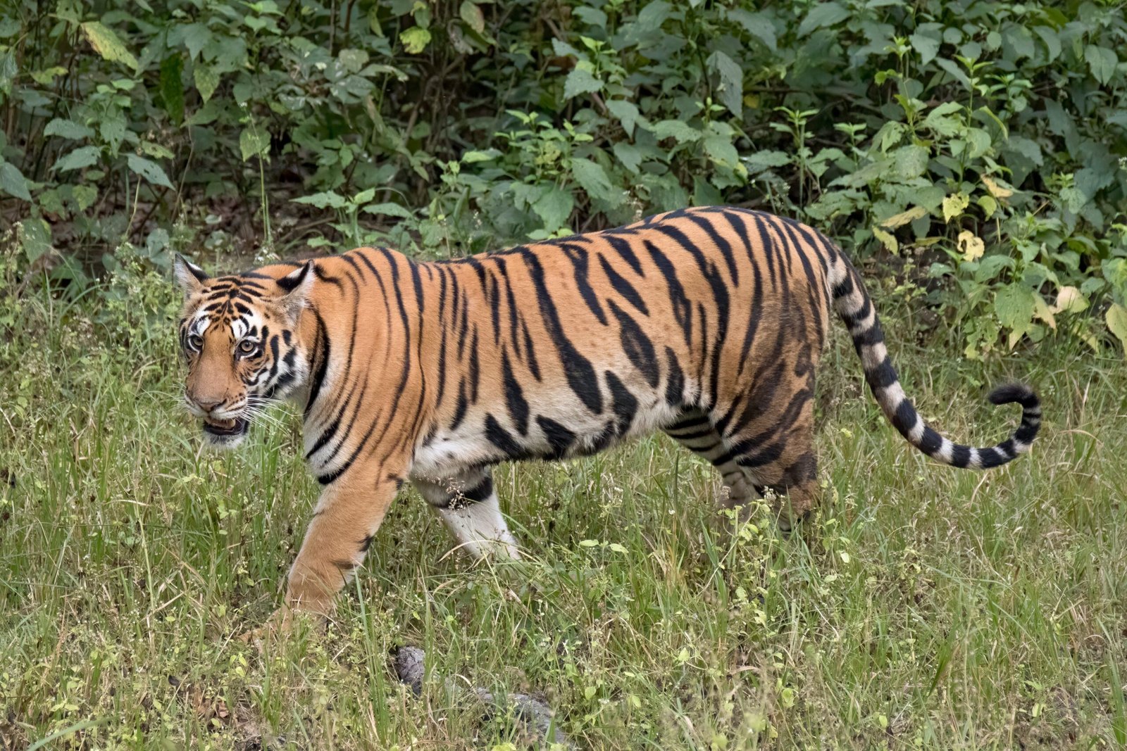 Unique Behaviors and Scientific Surprises (image credits: wikimedia)