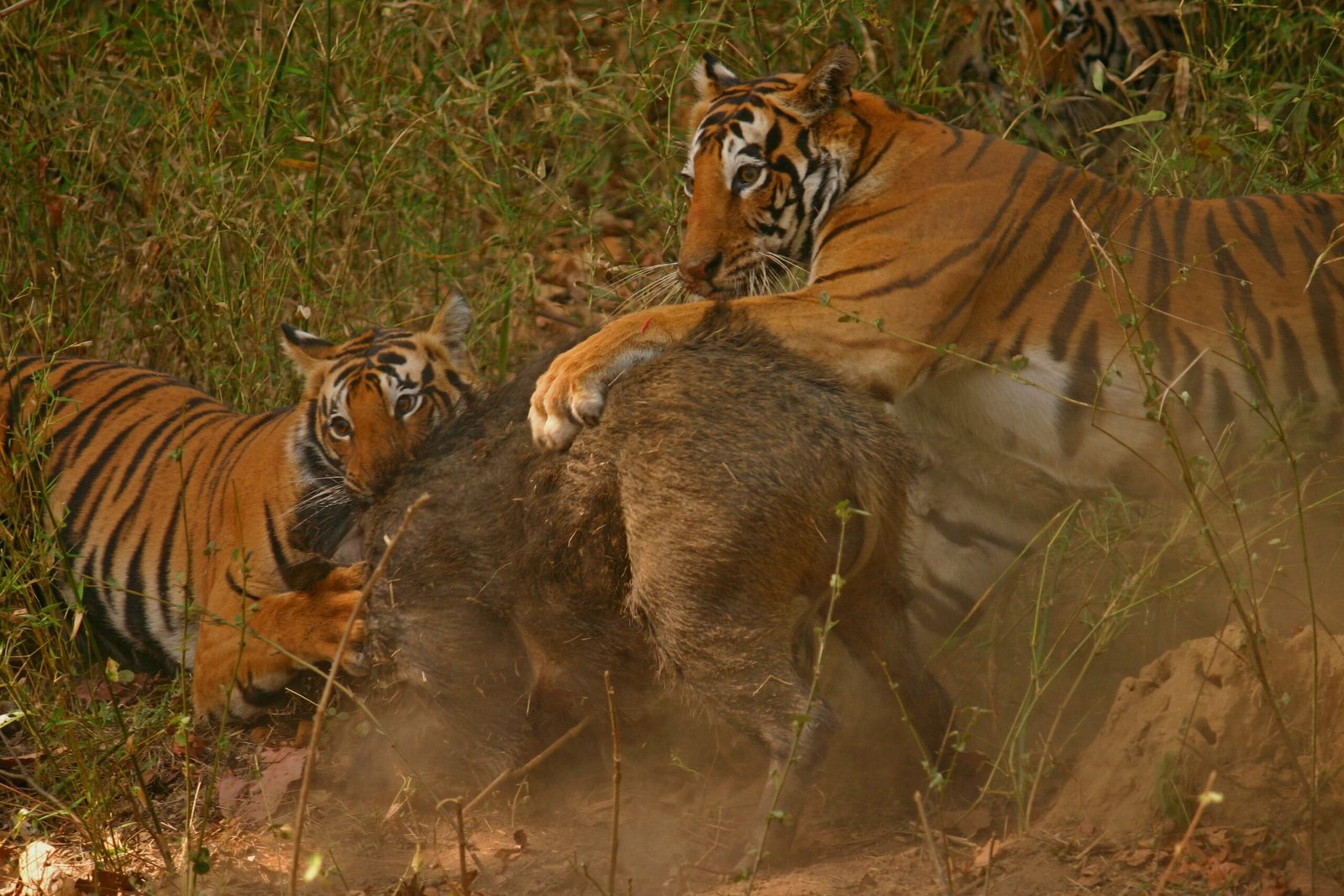 The Irreplaceable Value of Wild Tigers (image credits: wikimedia)