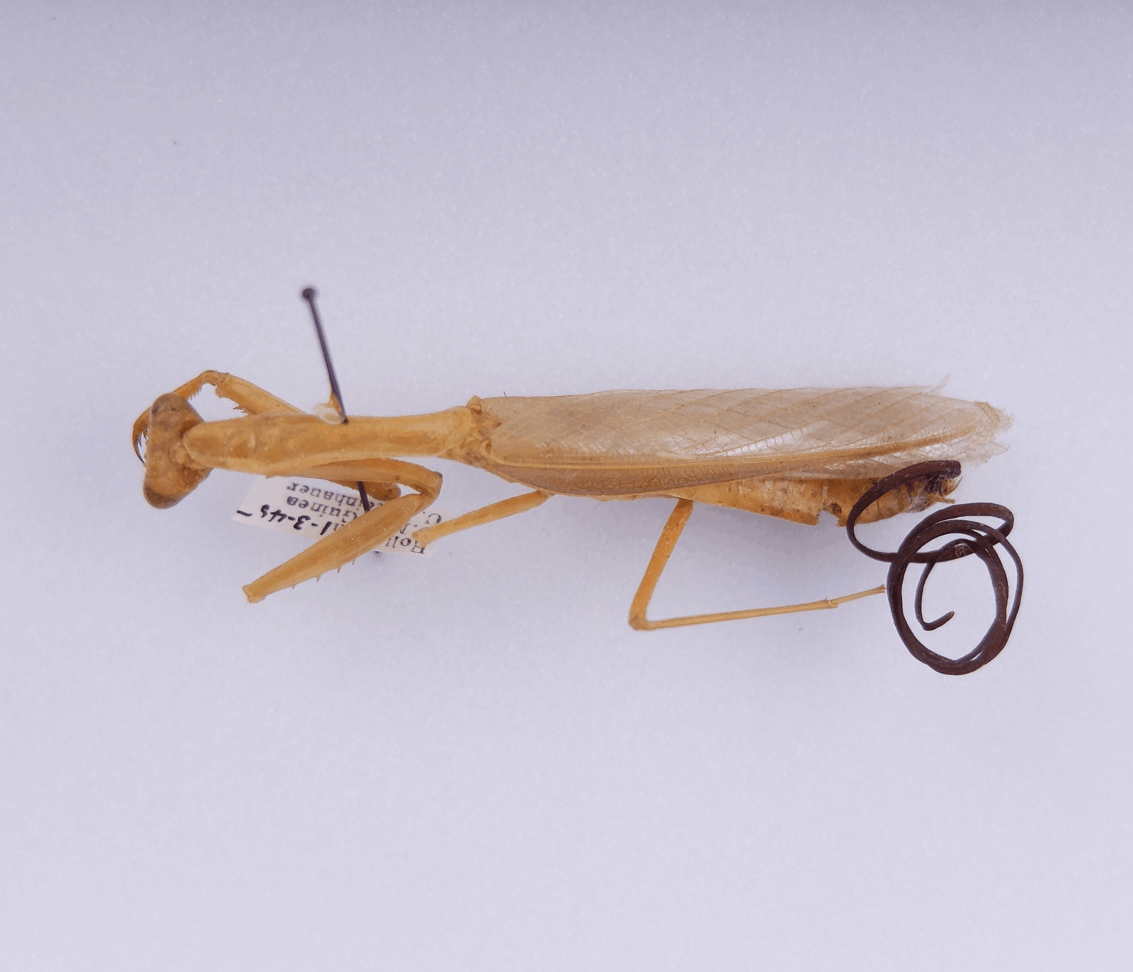 The Art of Host Manipulation (image credits: wikimedia)