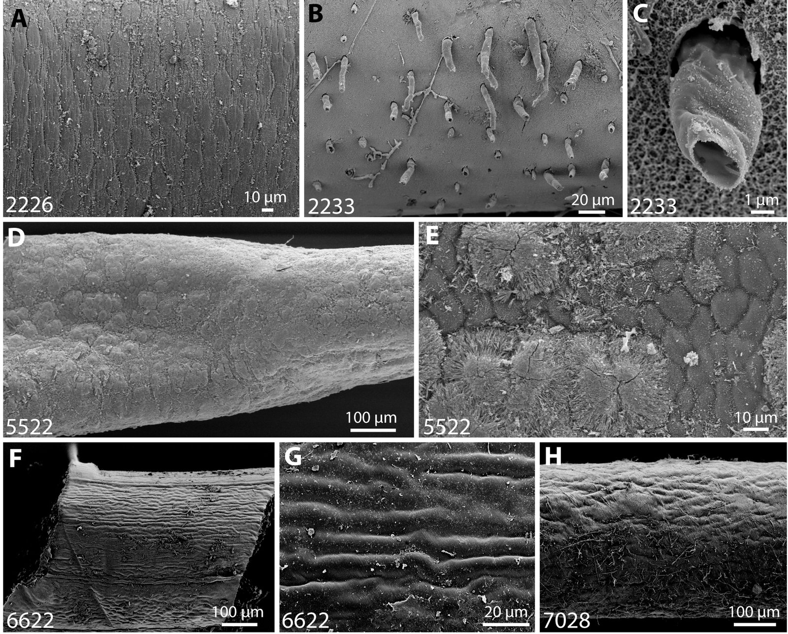 Unraveling the Science: How Do Hairworms Control Minds? (image credits: wikimedia)