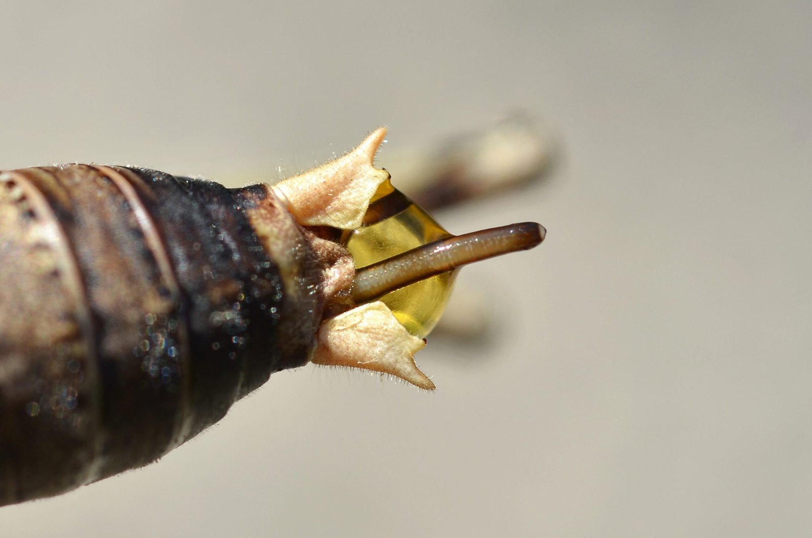 The Shocking Emergence: Hairworms Leaving Their Hosts (image credits: wikimedia)