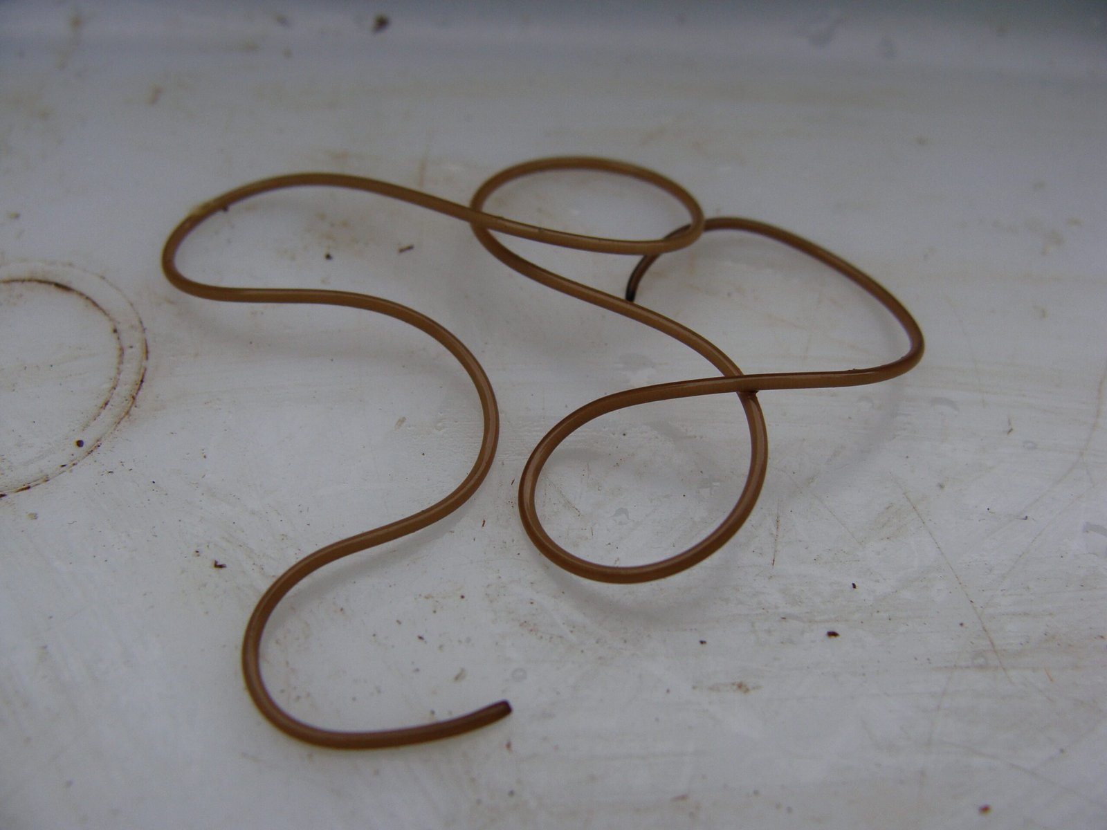 Can Hairworms Infect Humans or Pets? (image credits: wikimedia)