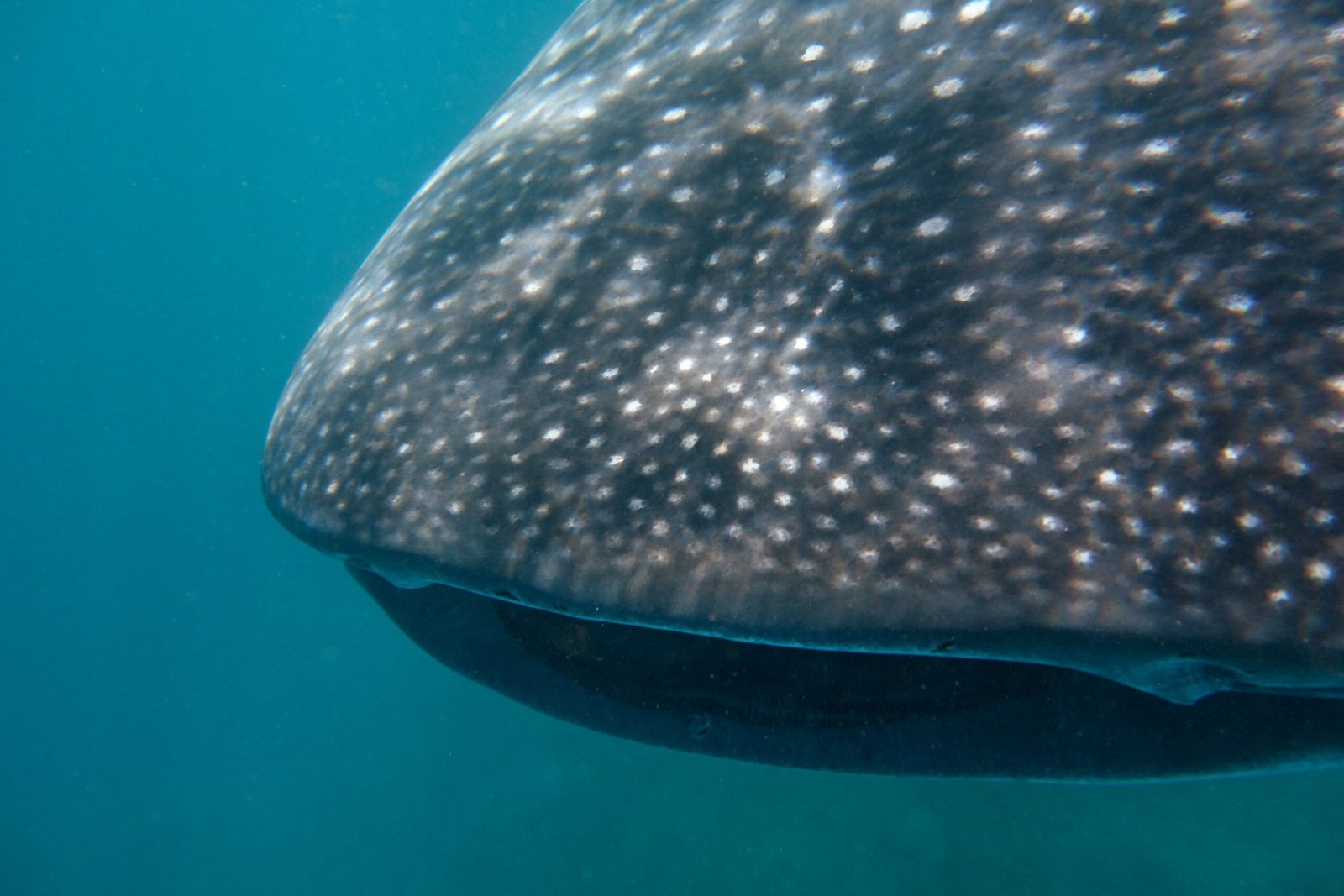 The Whale Shark: Nature’s Gentle Behemoth (image credits: wikimedia)