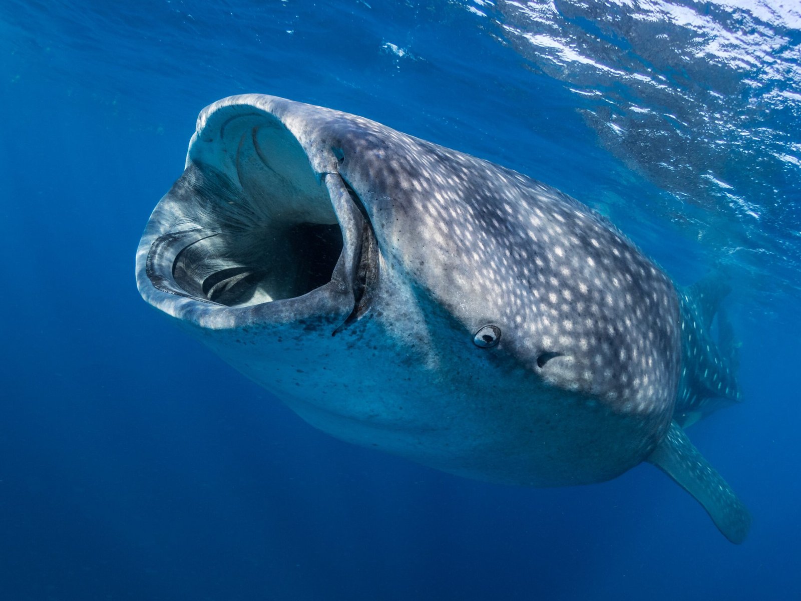 Feeding Frenzy: Why Whale Sharks Flock to Donsol (image credits: wikimedia)