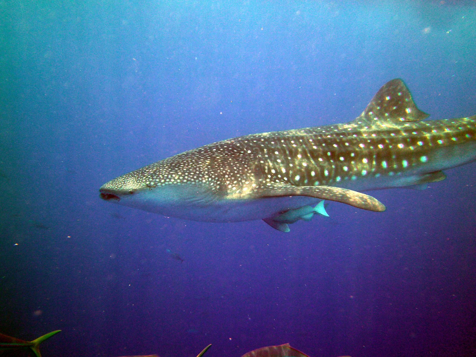 The Science of Whale Shark Behavior (image credits: wikimedia)
