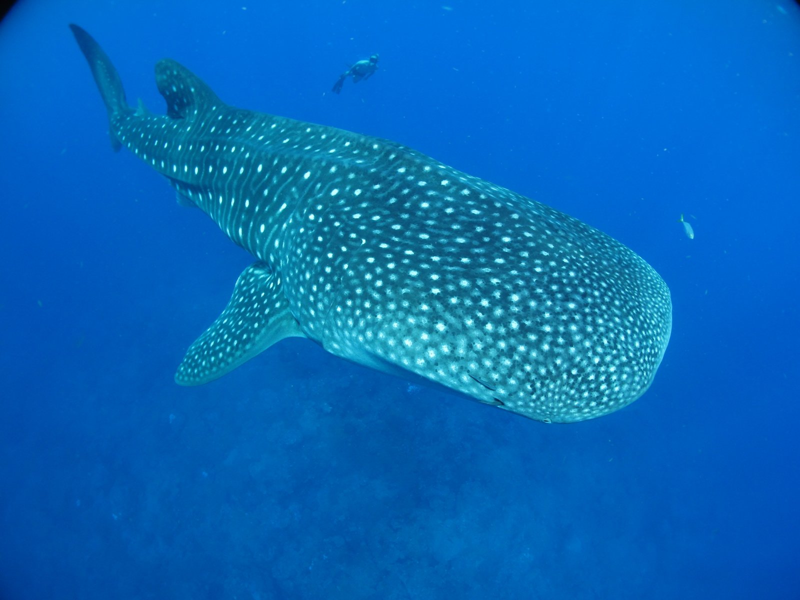 Whale Sharks and the Web of Life (image credits: wikimedia)