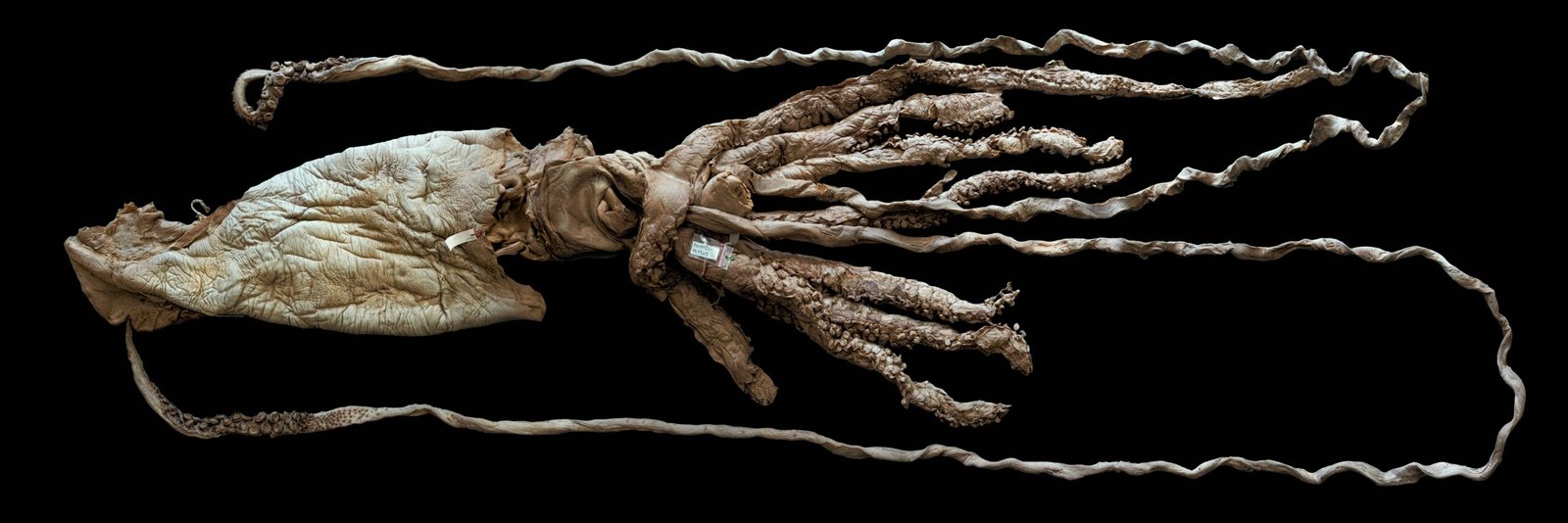 The Science Behind the Myth: Real Creatures That Inspired the Kraken (image credits: wikimedia)