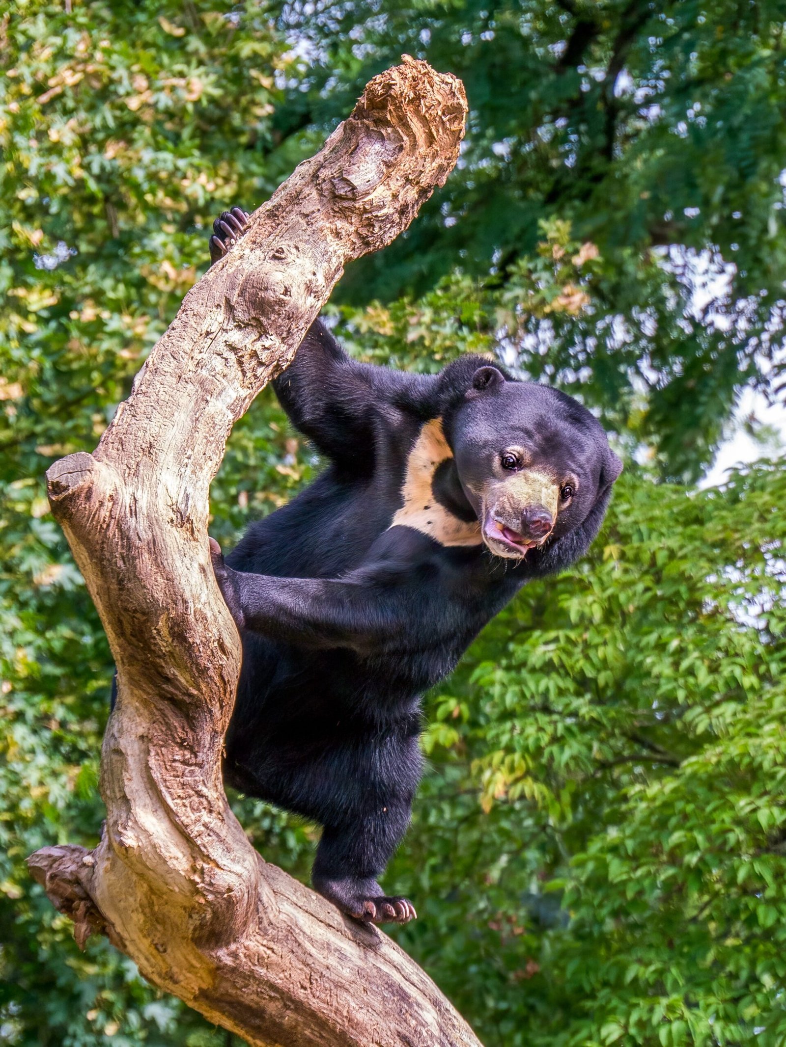 The True Role of the Sun Bear in the Forest (image credits: wikimedia)