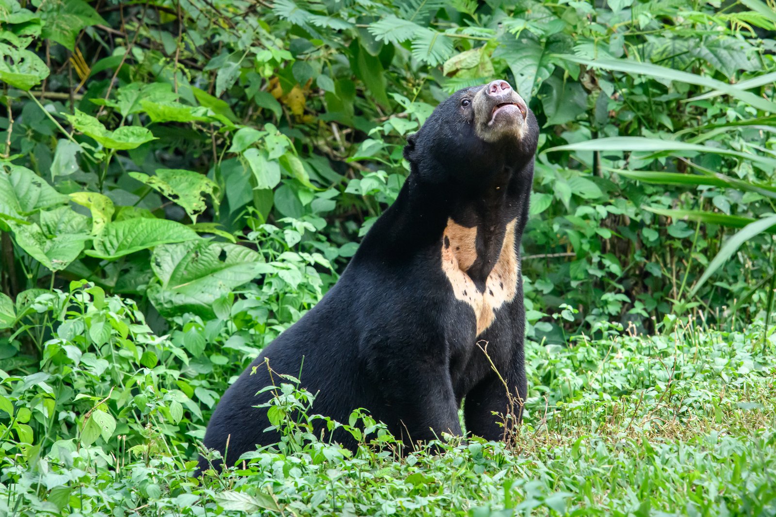 Adaptations for a Life in the Tropics (image credits: wikimedia)