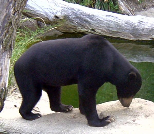 The Future of the Sun Bear (image credits: wikimedia)