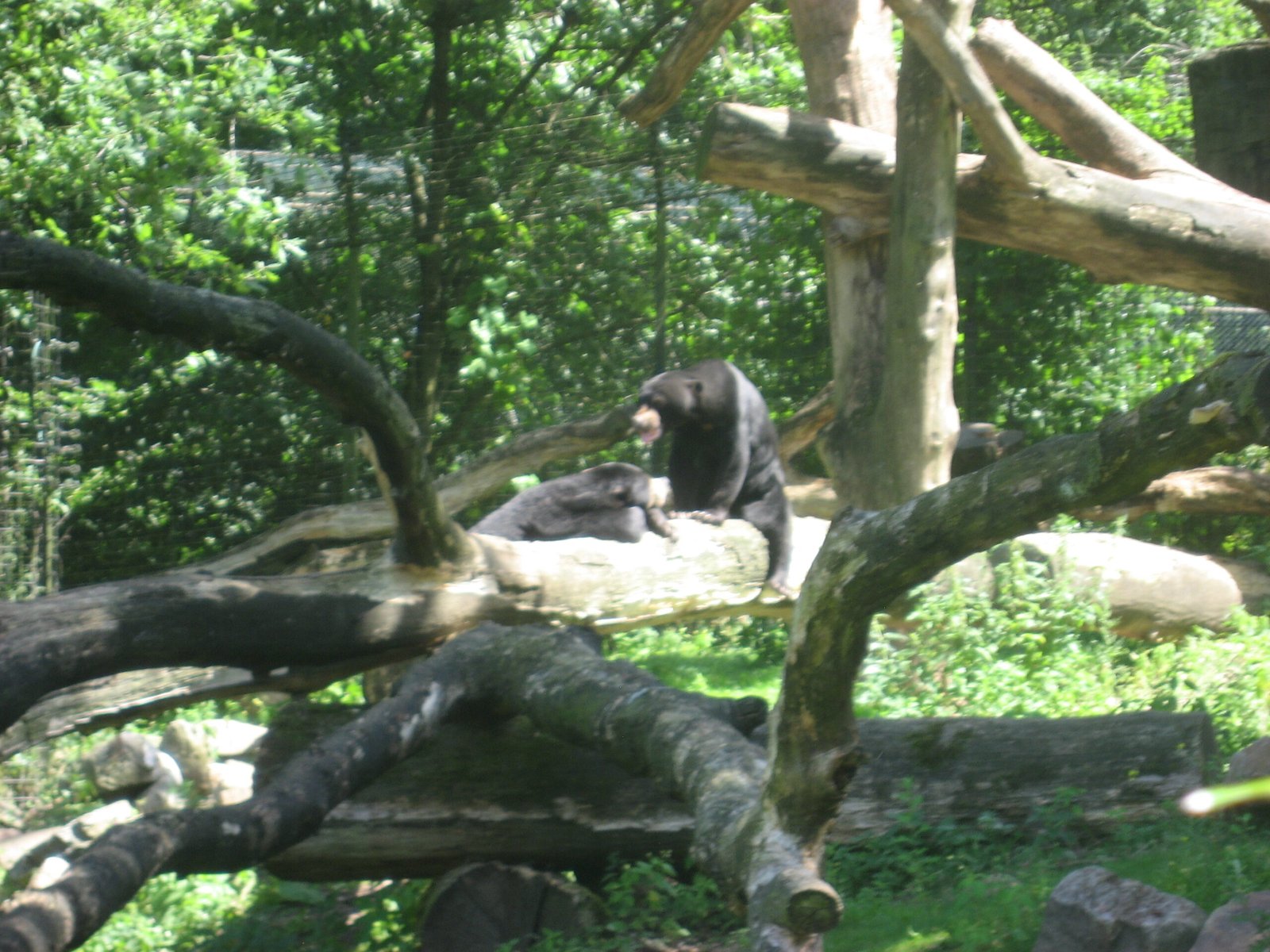 Fascination With the Unfamiliar (image credits: wikimedia)
