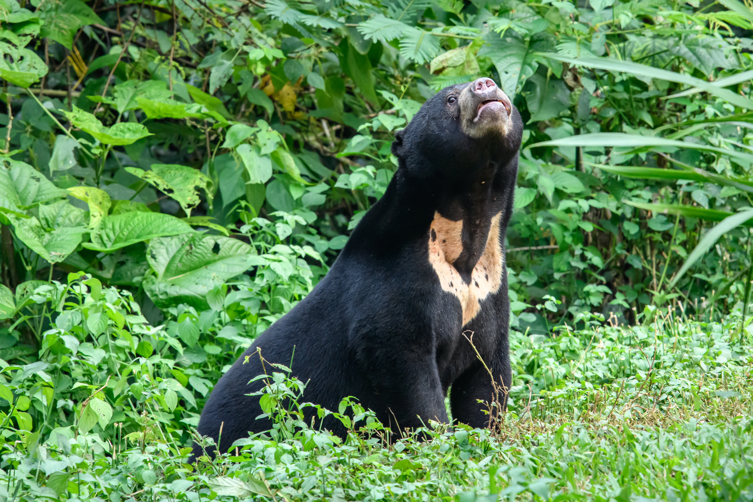 The Sun Bear’s Strange Tongue and Stranger Behavior: Ecology’s Tiny Climber