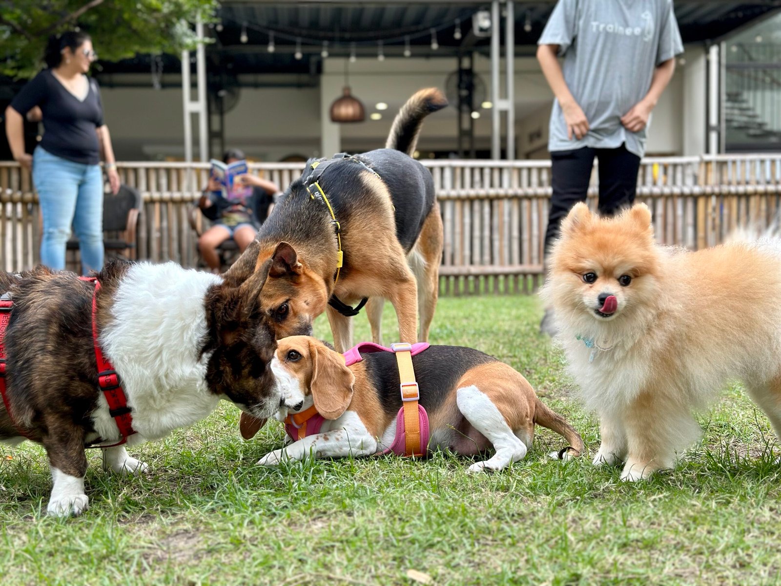 Global Collaboration: Uniting Pet Lovers Worldwide (image credits: wikimedia)