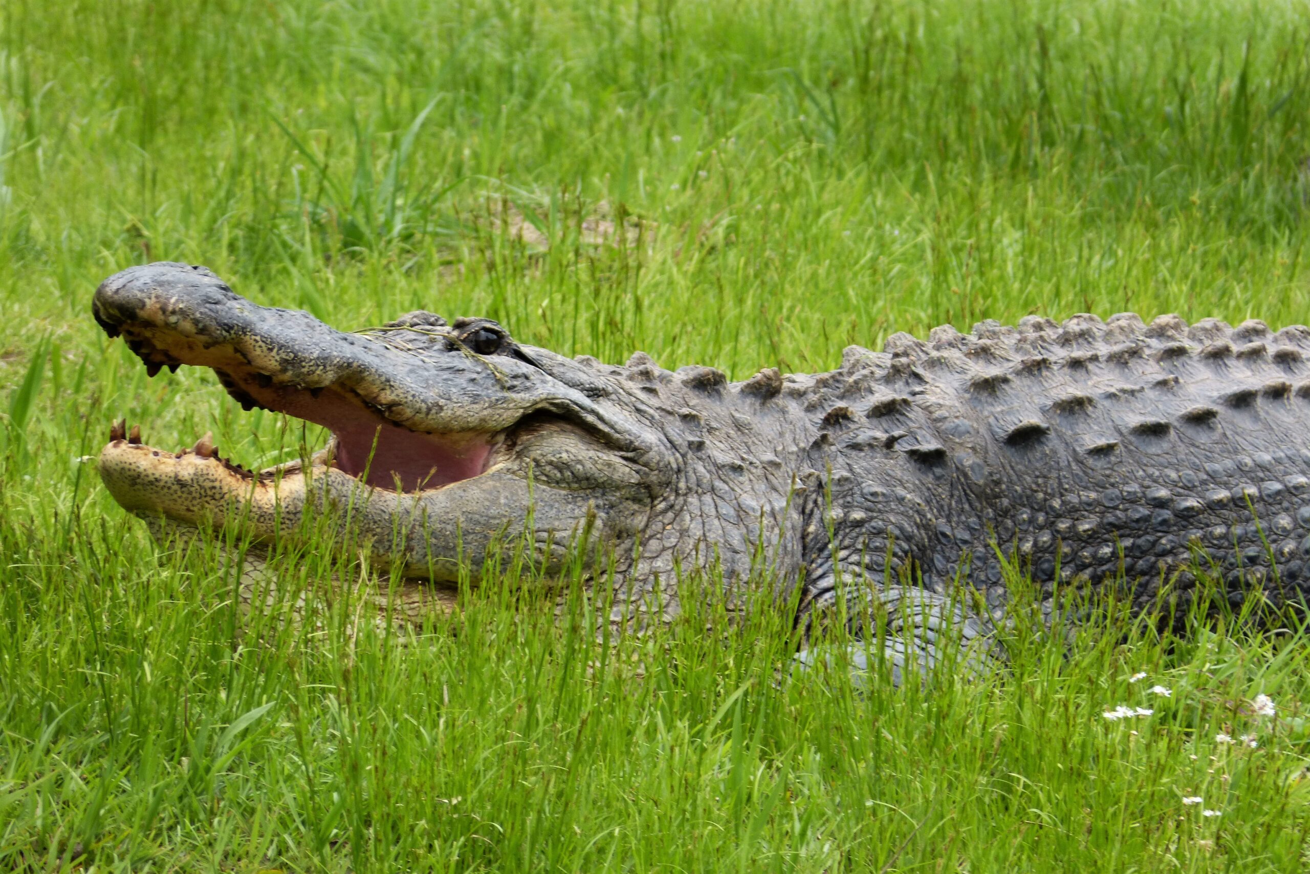 Conservation Icon: American Alligator & Swamp Ecosystems