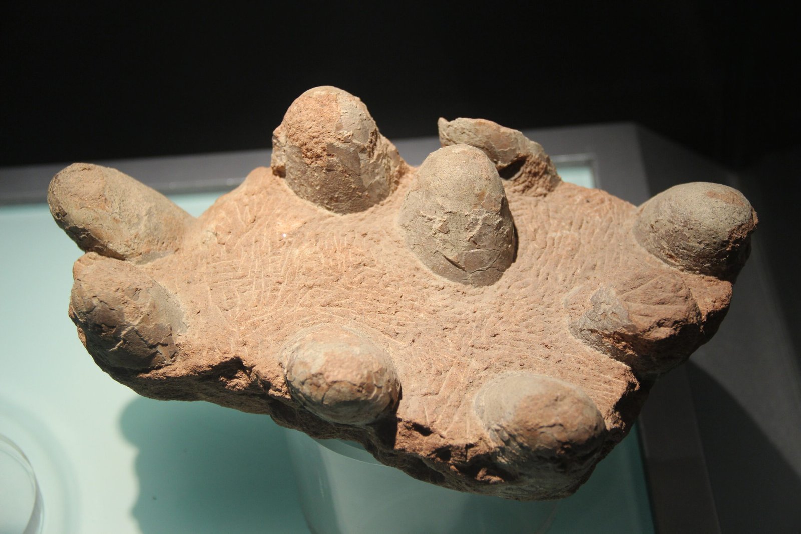 The First Dinosaur Eggs: A Revolution in Paleontology (image credits: wikimedia)