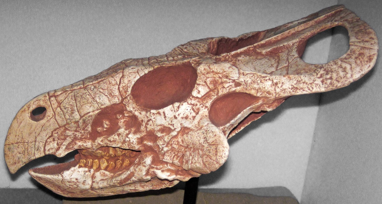 Secrets in the Sand: Fossil Preservation at Bayanzag (image credits: wikimedia)