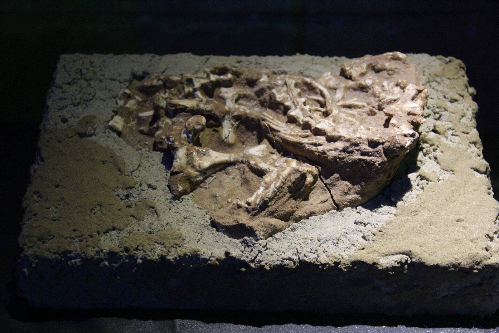Meet the Flaming Cliffs Dinosaurs: Protoceratops and More (image credits: wikimedia)