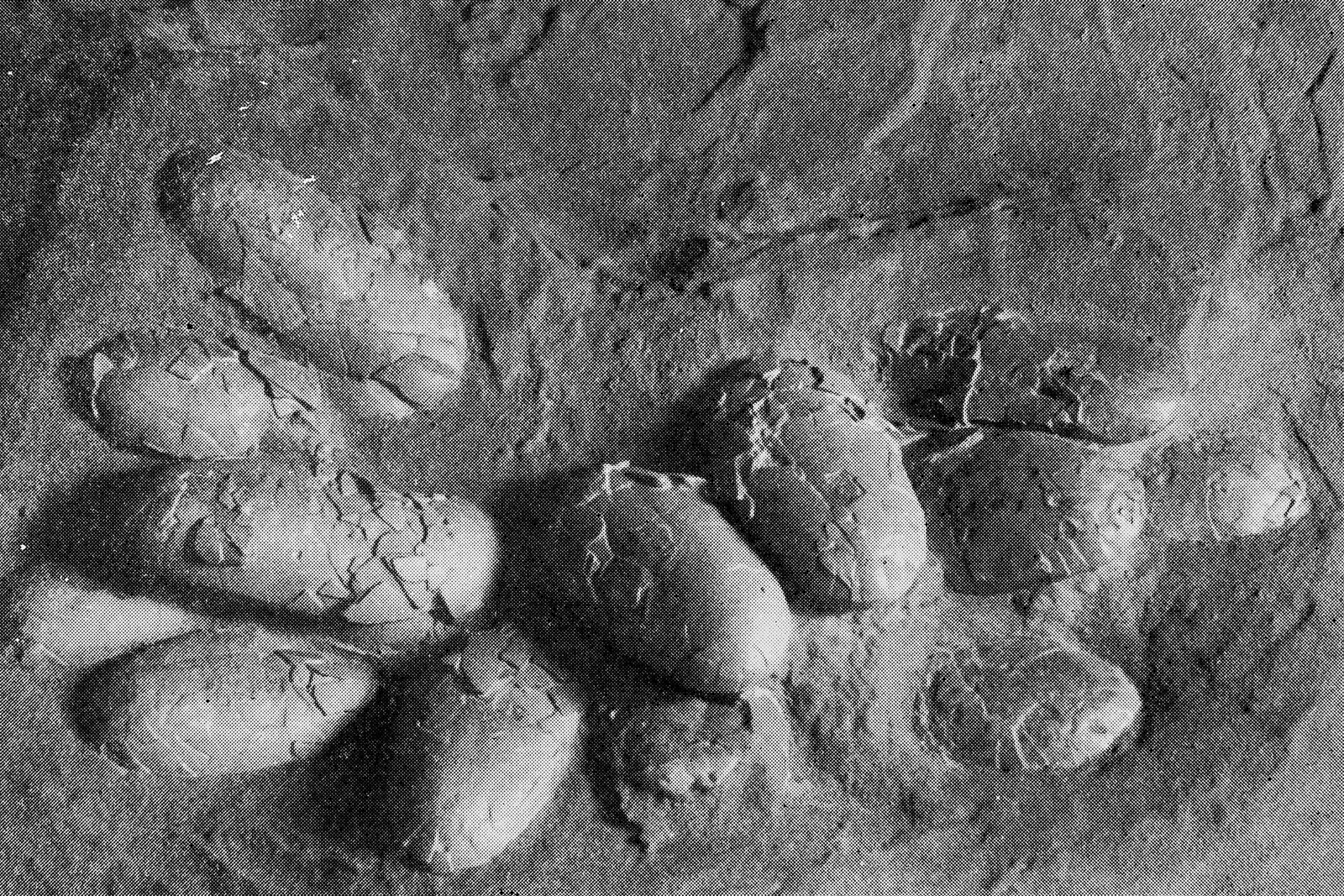 Oviraptor: The Misunderstood “Egg Thief” (image credits: wikimedia)