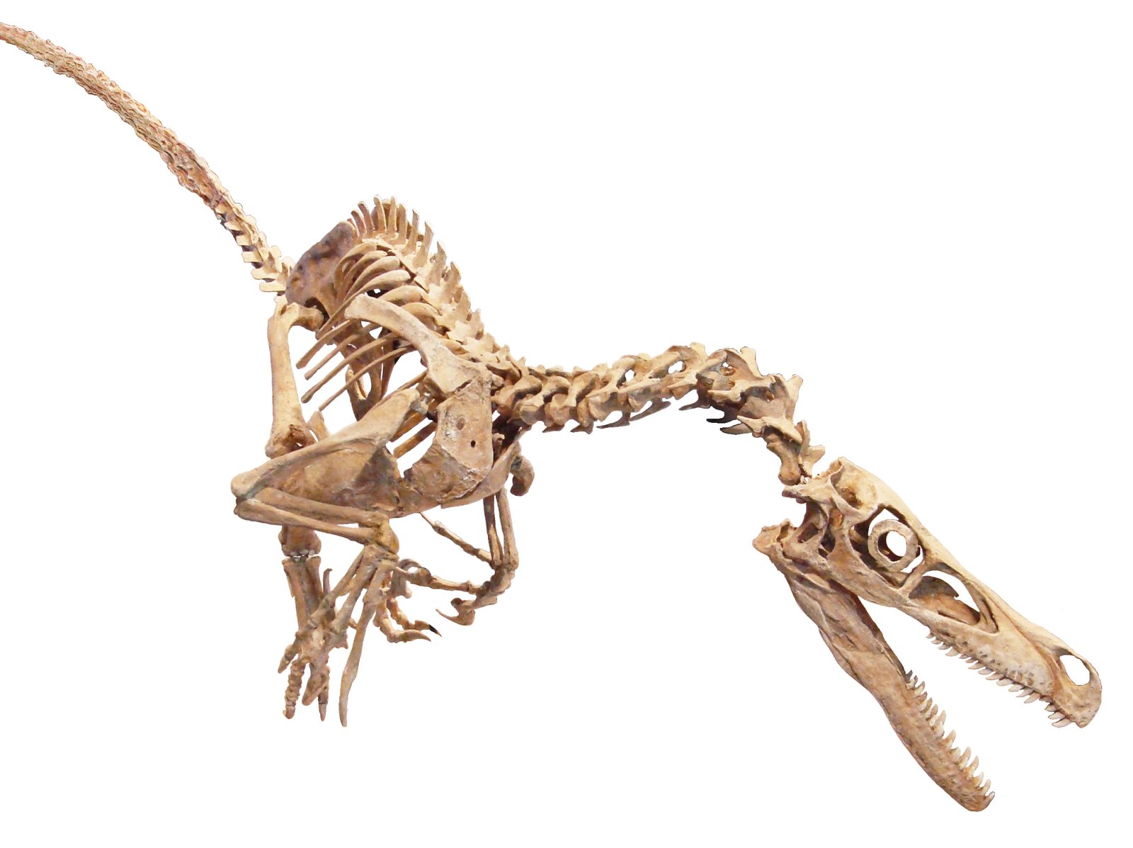 Velociraptor: Predator of the Gobi (image credits: wikimedia)