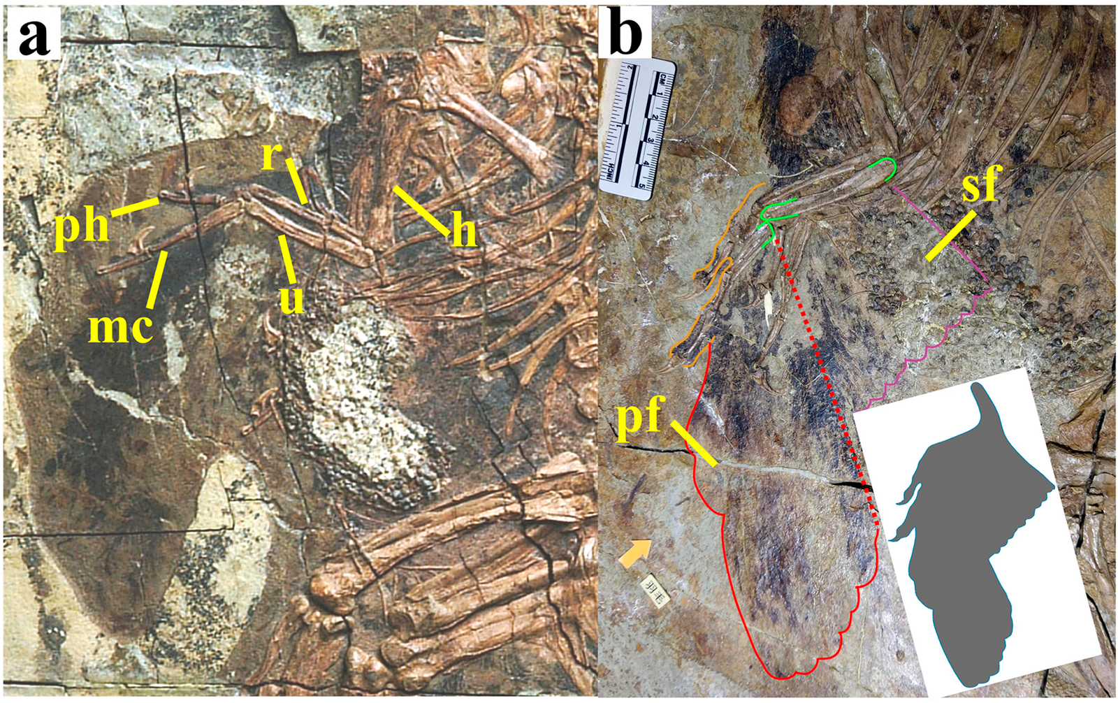 Connecting Past and Present: The Bird-Dinosaur Link (image credits: wikimedia)
