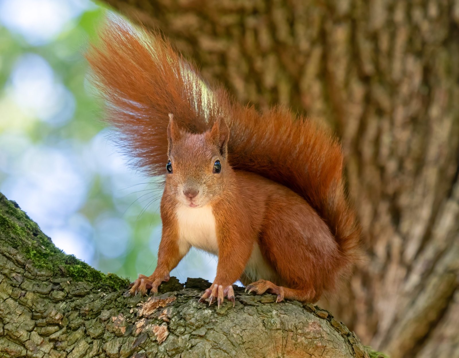 Why Red Squirrels Outsmart Grey Squirrels (image credits: wikimedia)