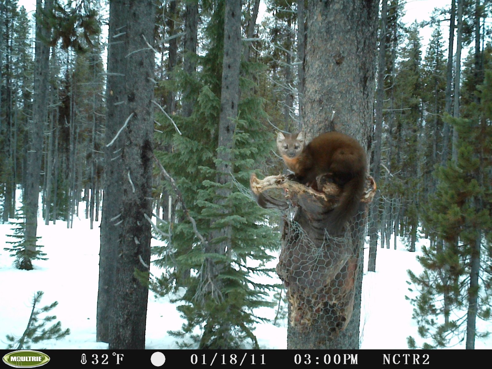 Conservationists’ Delight and Dilemma (image credits: wikimedia)