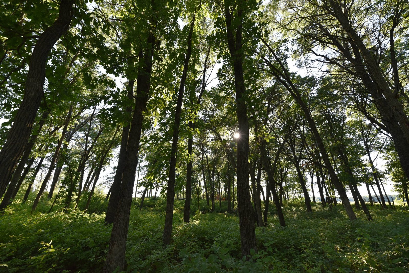 What the Future Holds for Woodland Wildlife (image credits: wikimedia)