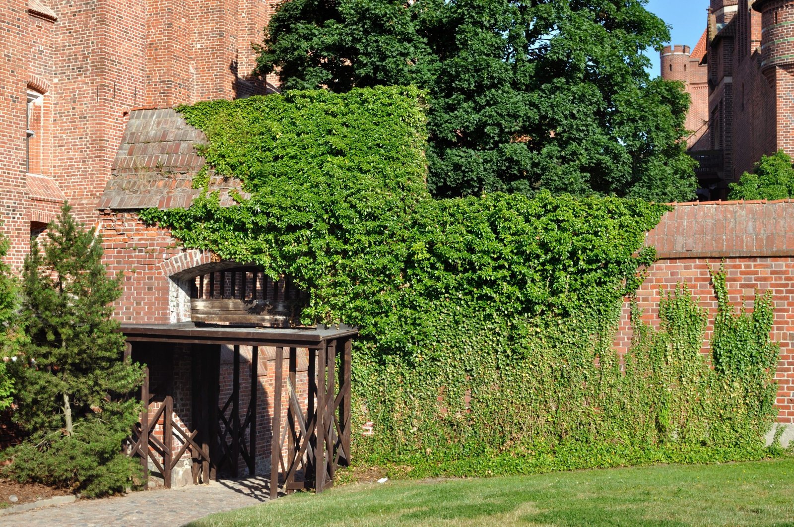 The Secret Lives of Vines: More Than Meets the Eye (image credits: wikimedia)