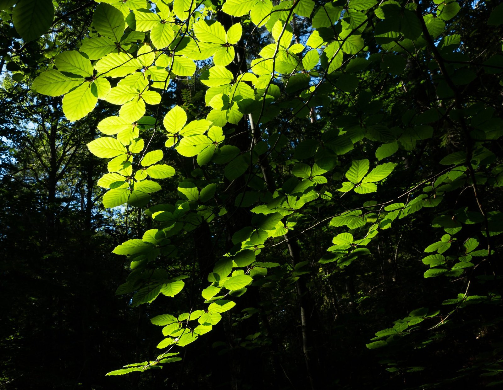Understanding Plant Competition: The Battle for Light (image credits: wikimedia)