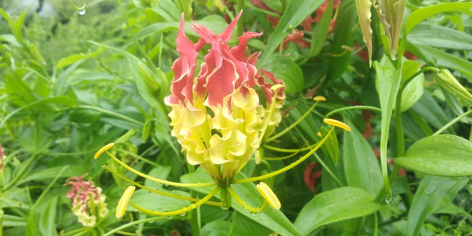 The Star Performer: The Flame Lily’s Shocking Strategy (image credits: wikimedia)