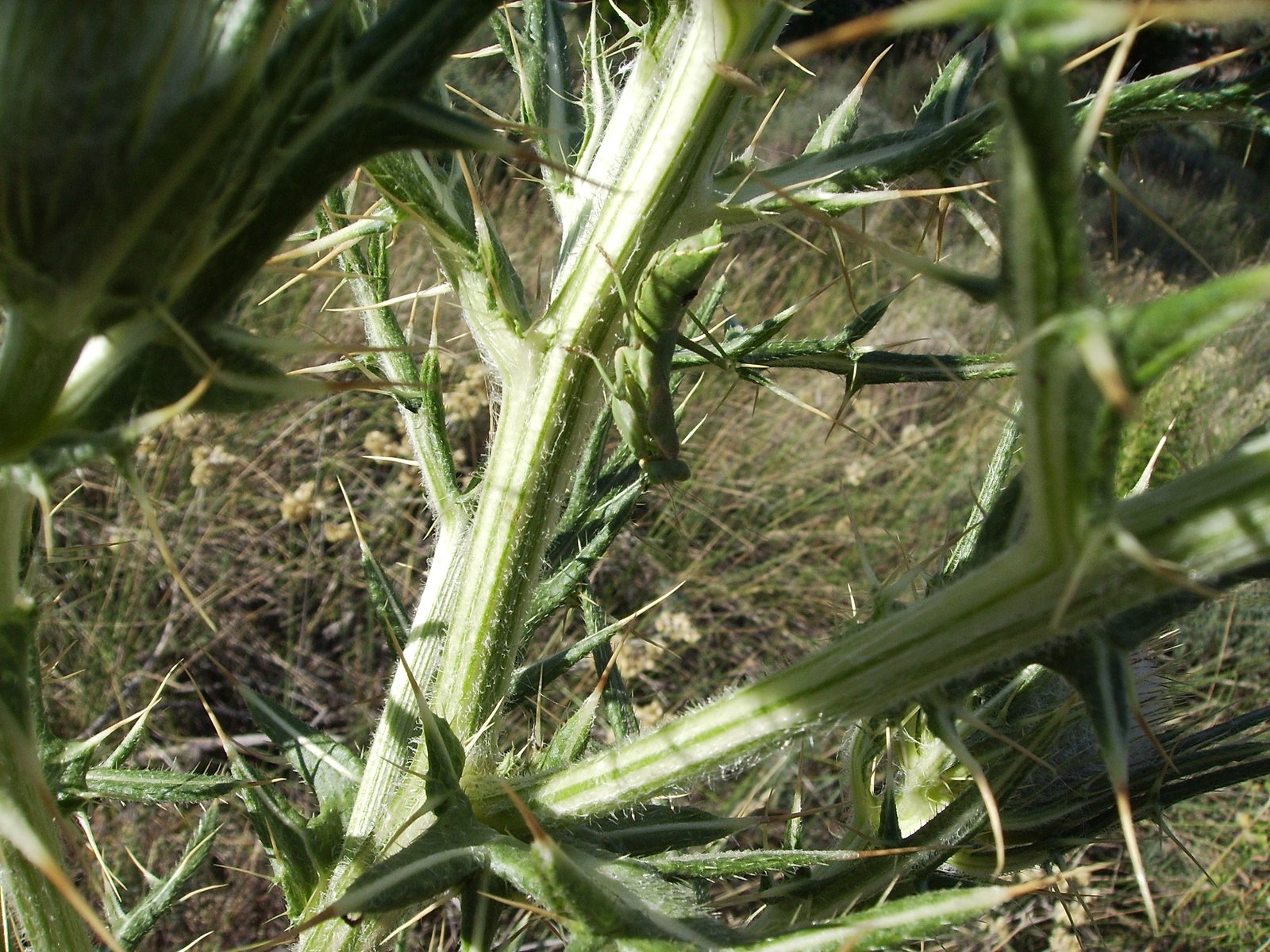 Mimicry and Camouflage: Tricks of the Plant World (image credits: wikimedia)