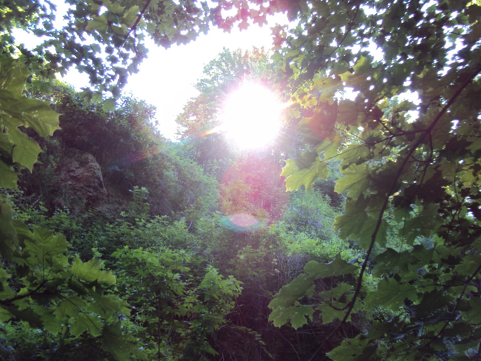 Chlorophyll Games: Greener Than Thou (image credits: wikimedia)