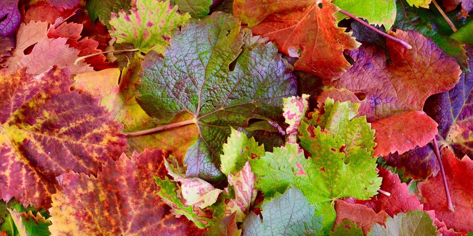 Lessons from the Vine: What Plants Teach Us About Competition (image credits: wikimedia)